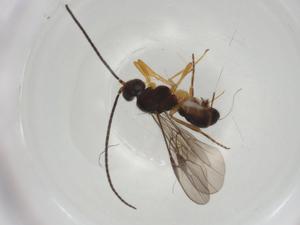  ( - CBG-A04860-C11)  @11 [ ] CreativeCommons - Attribution (2023) Centre for Biodiversity Genomics Centre for Biodiversity Genomics