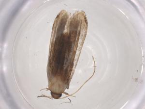  (gelMalaise01 Malaise5480 - CBG-A04862-H07)  @11 [ ] CreativeCommons - Attribution (2023) Centre for Biodiversity Genomics Centre for Biodiversity Genomics