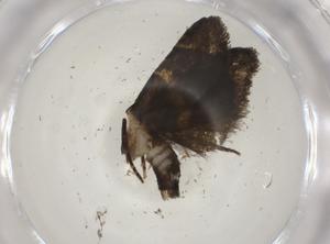  ( - CBG-A04893-C02)  @11 [ ] CreativeCommons - Attribution (2023) Centre for Biodiversity Genomics Centre for Biodiversity Genomics