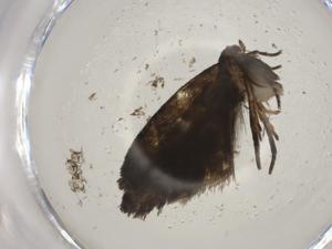  ( - CBG-A04893-D04)  @11 [ ] CreativeCommons - Attribution (2023) Centre for Biodiversity Genomics Centre for Biodiversity Genomics