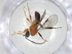  (Nealiolus Malaise3904 - CBG-A05122-E04)  @11 [ ] CreativeCommons - Attribution (2023) Centre for Biodiversity Genomics Centre for Biodiversity Genomics