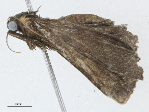  ( - CBG-A05375-C12)  @11 [ ] CreativeCommons - Attribution (2023) CBG Photography Group Centre for Biodiversity Genomics