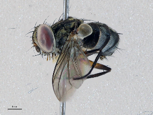  ( - CBG-A05376-C04)  @11 [ ] CreativeCommons - Attribution (2023) CBG Photography Group Centre for Biodiversity Genomics
