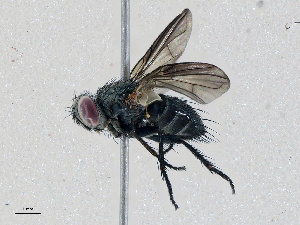  ( - CBG-A05376-C07)  @11 [ ] CreativeCommons - Attribution (2023) CBG Photography Group Centre for Biodiversity Genomics