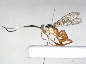  (ichneuMalaise01 Malaise2967 - CBG-A05376-F01)  @11 [ ] CreativeCommons - Attribution (2023) CBG Photography Group Centre for Biodiversity Genomics