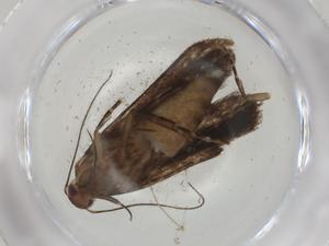  ( - CBG-A05475-E02)  @11 [ ] CreativeCommons - Attribution (2023) Centre for Biodiversity Genomics Centre for Biodiversity Genomics