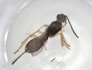  ( - CBG-A05509-D10)  @11 [ ] CreativeCommons - Attribution (2023) Centre for Biodiversity Genomics Centre for Biodiversity Genomics