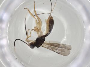  ( - CBG-A05780-G11)  @11 [ ] CreativeCommons - Attribution (2023) Centre for Biodiversity Genomics Centre for Biodiversity Genomics