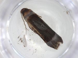  ( - CBG-A05794-G08)  @11 [ ] CreativeCommons - Attribution (2023) Centre for Biodiversity Genomics Centre for Biodiversity Genomics