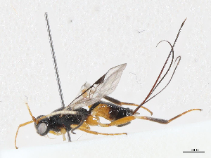  ( - CBG-A04502-D11)  @11 [ ] CreativeCommons - Attribution (2023) CBG Photography Group Centre for Biodiversity Genomics