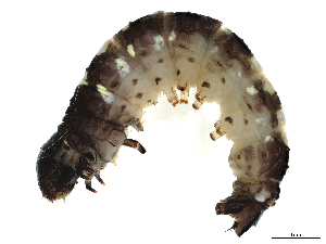  (gelMalaise01 Malaise8689 - CBG-A04502-H09)  @11 [ ] CreativeCommons - Attribution (2023) CBG Photography Group Centre for Biodiversity Genomics