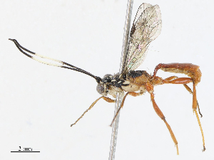  (ichneuMalaise01 Malaise7123 - CBG-A04525-B01)  @11 [ ] CreativeCommons - Attribution Share - Alike (2023) CBG Photography Group Centre for Biodiversity Genomics