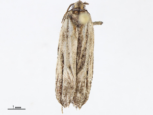  ( - CBG-A04525-E10)  @11 [ ] CreativeCommons - Attribution Share - Alike (2023) CBG Photography Group Centre for Biodiversity Genomics