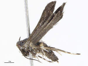  (gelMalaise01 Malaise7102 - CBG-A04526-A05)  @11 [ ] CreativeCommons - Attribution Share - Alike (2023) CBG Photography Group Centre for Biodiversity Genomics