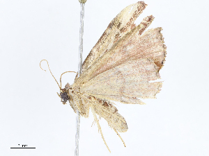  ( - CBG-A04526-B05)  @11 [ ] CreativeCommons - Attribution Share - Alike (2023) CBG Photography Group Centre for Biodiversity Genomics