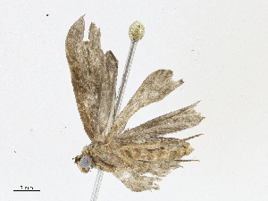  ( - CBG-A04571-F09)  @11 [ ] CreativeCommons - Attribution (2023) CBG Photography Group Centre for Biodiversity Genomics