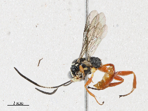  (Carinodes Malaise6689 - CBG-A04598-A11)  @11 [ ] CreativeCommons - Attribution (2023) CBG Photography Group Centre for Biodiversity Genomics