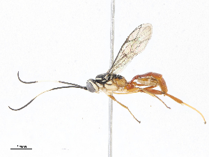  ( - CBG-A04599-B09)  @11 [ ] CreativeCommons - Attribution (2023) CBG Photography Group Centre for Biodiversity Genomics