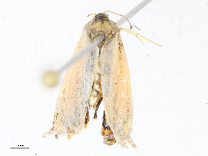  ( - CBG-A04599-D12)  @11 [ ] CreativeCommons - Attribution (2023) CBG Photography Group Centre for Biodiversity Genomics