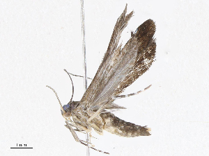  ( - CBG-A04599-F01)  @11 [ ] CreativeCommons - Attribution (2023) CBG Photography Group Centre for Biodiversity Genomics