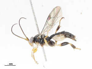  (Orthocentrus Malaise5392 - CBG-A04600-G04)  @11 [ ] CreativeCommons - Attribution (2023) CBG Photography Group Centre for Biodiversity Genomics
