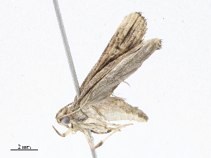  ( - CBG-A04601-A06)  @11 [ ] CreativeCommons - Attribution (2023) CBG Photography Group Centre for Biodiversity Genomics
