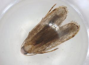  ( - CBG-A04930-C08)  @11 [ ] CreativeCommons - Attribution (2023) Centre for Biodiversity Genomics Centre for Biodiversity Genomics