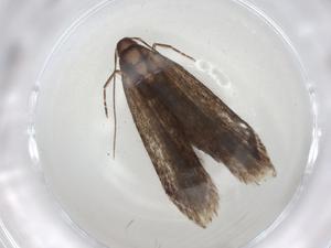  ( - CBG-A04930-D01)  @11 [ ] CreativeCommons - Attribution (2023) Centre for Biodiversity Genomics Centre for Biodiversity Genomics