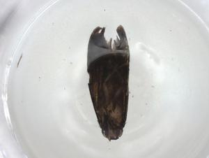  ( - CBG-A04930-E01)  @11 [ ] CreativeCommons - Attribution (2023) Centre for Biodiversity Genomics Centre for Biodiversity Genomics