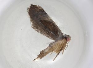  ( - CBG-A05156-A10)  @11 [ ] CreativeCommons - Attribution (2023) Centre for Biodiversity Genomics Centre for Biodiversity Genomics