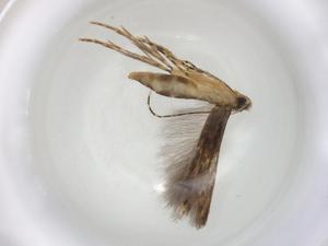  (geleBioLep01 BioLep0518 - CBG-A05156-A12)  @11 [ ] CreativeCommons - Attribution (2023) Centre for Biodiversity Genomics Centre for Biodiversity Genomics