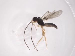  ( - CBG-A05932-A05)  @11 [ ] CreativeCommons - Attribution (2023) Centre for Biodiversity Genomics Centre for Biodiversity Genomics