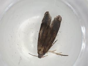  ( - CBG-A05934-B02)  @11 [ ] CreativeCommons - Attribution (2023) Centre for Biodiversity Genomics Centre for Biodiversity Genomics