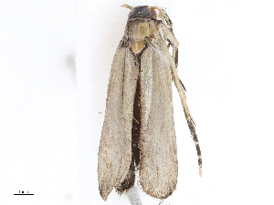  ( - CBG-A06199-H01)  @11 [ ] CreativeCommons - Attribution (2023) CBG Photography Group Centre for Biodiversity Genomics