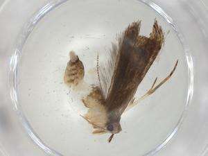  ( - CBG-A06565-F06)  @11 [ ] CreativeCommons - Attribution (2023) Centre for Biodiversity Genomics Centre for Biodiversity Genomics