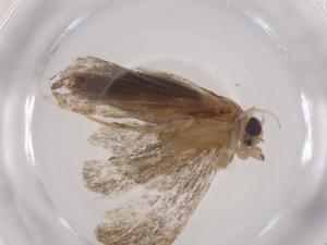  ( - CBG-A06566-B03)  @11 [ ] CreativeCommons - Attribution (2023) Centre for Biodiversity Genomics Centre for Biodiversity Genomics