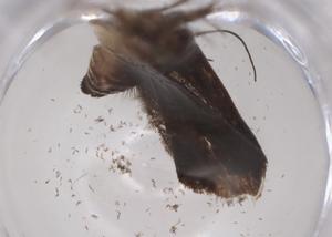  ( - CBG-A06566-D05)  @11 [ ] CreativeCommons - Attribution (2023) Centre for Biodiversity Genomics Centre for Biodiversity Genomics