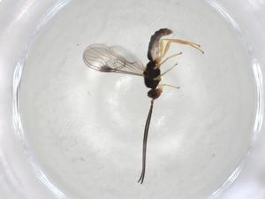  (Neognamptodon Malaise1867 - CBG-A06643-C03)  @11 [ ] CreativeCommons - Attribution (2023) Centre for Biodiversity Genomics Centre for Biodiversity Genomics