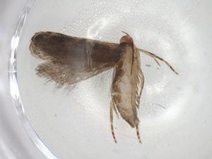  ( - CBG-A06646-G10)  @11 [ ] CreativeCommons - Attribution (2023) Centre for Biodiversity Genomics Centre for Biodiversity Genomics