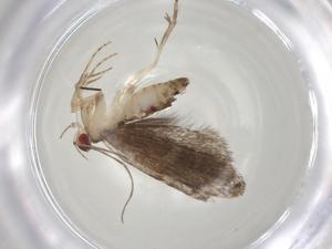  (geleBioLep01 BioLep8447 - CBG-A06646-H05)  @11 [ ] CreativeCommons - Attribution (2023) Centre for Biodiversity Genomics Centre for Biodiversity Genomics