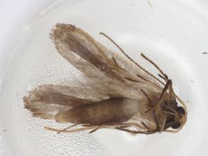  (gelMalaise01 malaise0389 - CBG-A06713-A05)  @11 [ ] CreativeCommons - Attribution (2023) Centre for Biodiversity Genomics Centre for Biodiversity Genomics