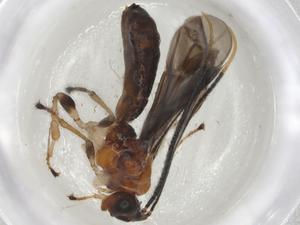  (Monitoriella Malaise1960 - CBG-A06769-C10)  @11 [ ] CreativeCommons - Attribution (2023) Centre for Biodiversity Genomics Centre for Biodiversity Genomics