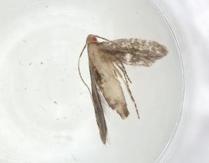  ( - CBG-A06772-A12)  @11 [ ] CreativeCommons - Attribution (2023) Centre for Biodiversity Genomics Centre for Biodiversity Genomics