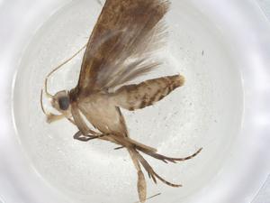  ( - CBG-A06781-D11)  @11 [ ] CreativeCommons - Attribution (2023) Centre for Biodiversity Genomics Centre for Biodiversity Genomics