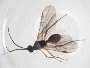  ( - CBG-A06782-B06)  @11 [ ] CreativeCommons - Attribution (2023) Centre for Biodiversity Genomics Centre for Biodiversity Genomics