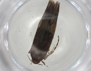  (gelJanzen01 Janzen6891 - CBG-A07136-F02)  @11 [ ] CreativeCommons - Attribution (2023) Centre for Biodiversity Genomics Centre for Biodiversity Genomics