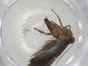  ( - CBG-A07136-F03)  @11 [ ] CreativeCommons - Attribution (2023) Centre for Biodiversity Genomics Centre for Biodiversity Genomics