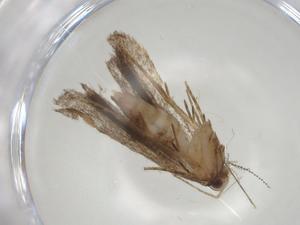  ( - CBG-A07136-F05)  @11 [ ] CreativeCommons - Attribution (2023) Centre for Biodiversity Genomics Centre for Biodiversity Genomics