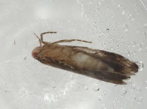  (gelMalaise01 Malaise9436 - CBG-A07137-A10)  @11 [ ] CreativeCommons - Attribution (2023) Centre for Biodiversity Genomics Centre for Biodiversity Genomics