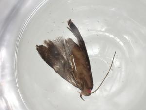  ( - CBG-A07171-H02)  @11 [ ] CreativeCommons - Attribution (2023) Centre for Biodiversity Genomics Centre for Biodiversity Genomics